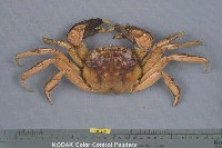 藏品(中華絨螯蟹)的圖片